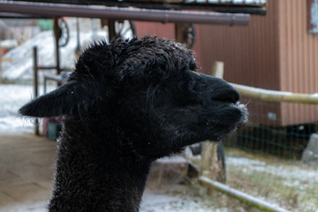 Alpaka im Winter