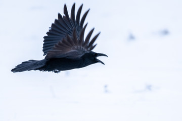 Raven