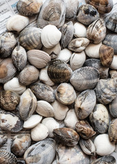 mussels on a newspaper