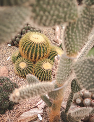 Kakteen im botanischer Garten
