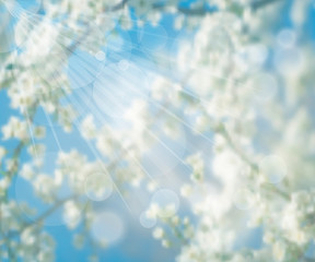 blurred background flowering spring tree