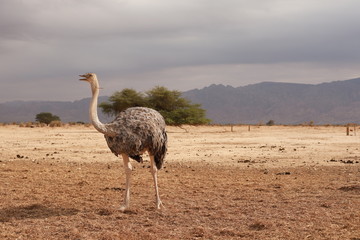 One big grey ostrich is walking in desert.