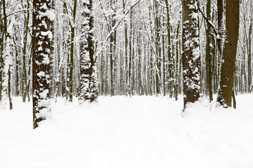beautiful winter forest  and the road
