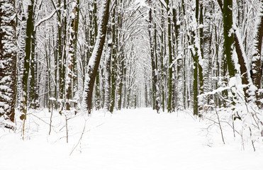 beautiful winter forest and the road