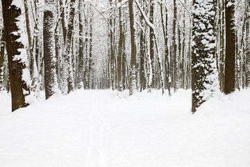 beautiful winter forest  and the road