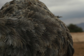 Feathers of ostrich.