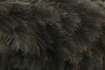 Feathers of ostrich.