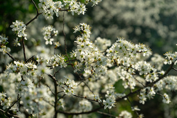 Wunderschöne Schlehenblüte