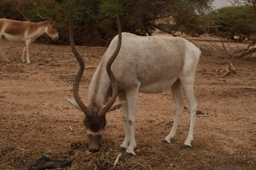 One big grey antelope is eating. 