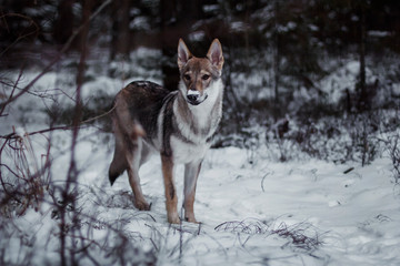 the young wolf