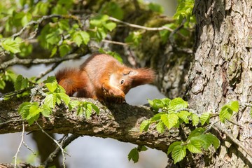 Eichhörnchen 26 © Karl-Heinz Schmidt