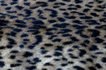 Leopard Print Pattern 