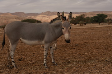 Grey wild donkey looking at you