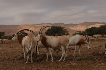 Four antelopes are standilg in desert. 