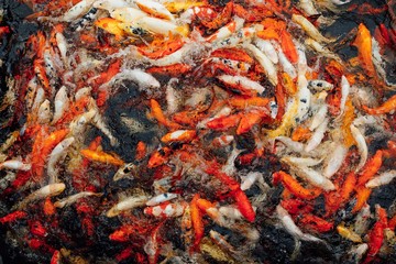 koi carp fish, top view