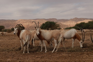 Obraz na płótnie Canvas Four antelopes are standilg in desert. 