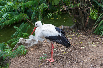 White crane (Grus leucogeranus)