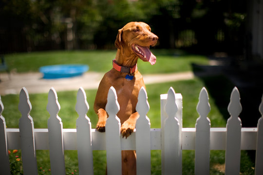 Large brown dog with it's tongue out looking over a white picket fence.