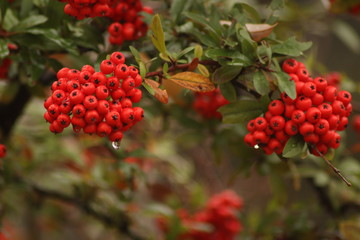Close Up View of Rowan Tree