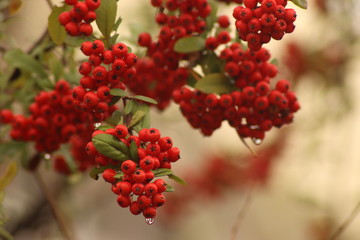 Close Up View of Rowan Tree