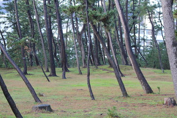 the many trees in the Japanese forest