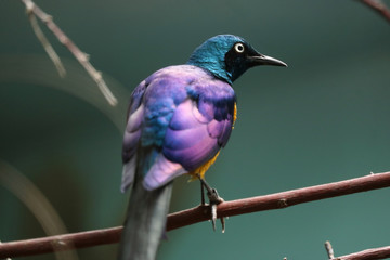 Striking colorful golden-breasted starling, cosmopsarus regius with shimmering plumage and a white eye in back view, sitting on a branch