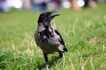 Croaking carrion crow (corvus corone) walking on the lawn in an urban park