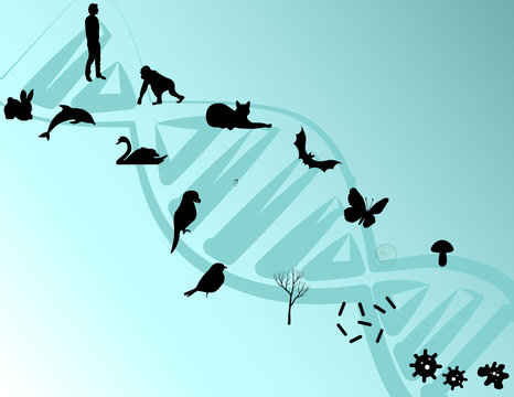 Evolution Illustration Vector Design. Diversity Of Creatures United By  A Single Life Code. Different Animal And A Human On The DNA Background 