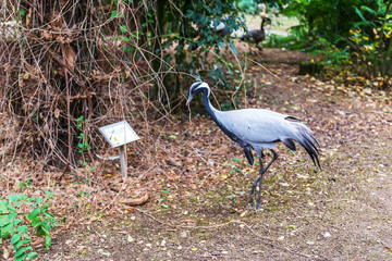 Great Blue Heron. 