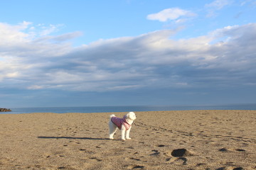 a white dog in the beach