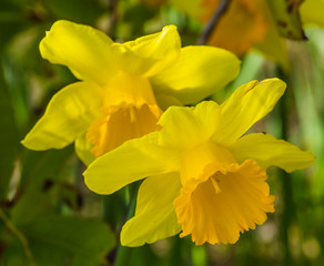 Spring blooming yellow flower narcissus in closeup