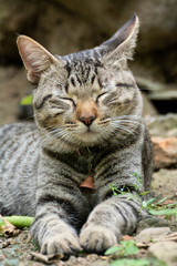 gato
