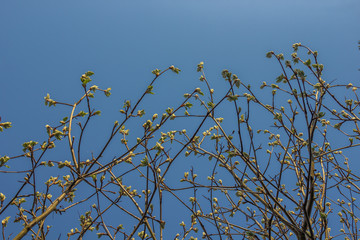 The first spring gentle leaves, buds and branches blossoming of the ash-leaved maple tree, Acer negundo, close up shot against blurry branches and sky background