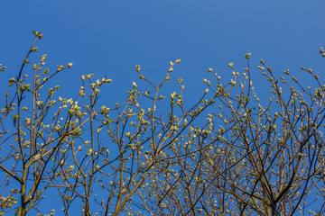The first spring gentle leaves, buds and branches blossoming of the ash-leaved maple tree, Acer negundo, close up shot against blurry branches and sky background