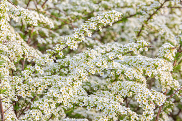Beautiful Spiraea (Meadowsweet) Shrub with White Flowers medical plant, aromatic plant, background