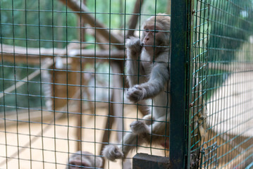 Monkey in a cage at the zoo.