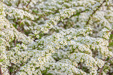 Beautiful Spiraea (Meadowsweet) Shrub with White Flowers medical plant, aromatic plant, background