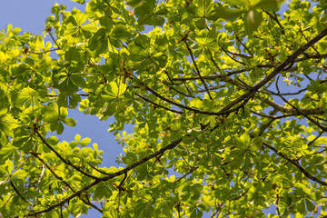The first spring gentle leaves, buds and branches of the chestnut tree, Castanea, close up shot against blurry branches and sky background