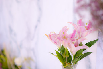 Lilly, Pink lilies White background - image