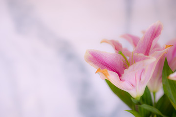 Lilly, Pink lilies White background - image