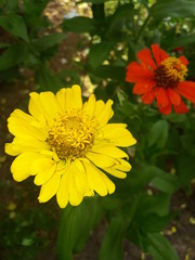 yellow flowers in garden