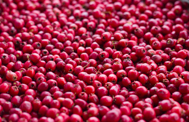 Picked red ripe berries of a hawthorn