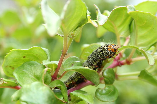 Grapevine Moth Caterpillar 'Phalaenoides glycinae'