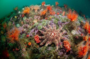 Fototapeta na wymiar Colorful Spiny Sun Star underwater in the St. Lawrence River in Canad