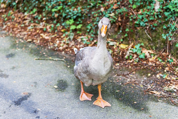 Gus is walking along the path.
