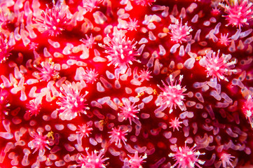 Close-up of a Spiny Sun Star texture in the St.Lawrence River in Canada