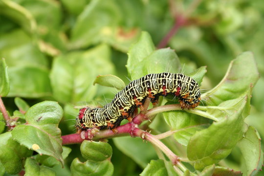 Grapevine Moth Caterpillar 'Phalaenoides glycinae'