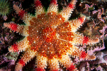 Close-up of a Spiny Sun Star texture in the St.Lawrence River in Canada