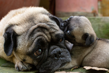 pug