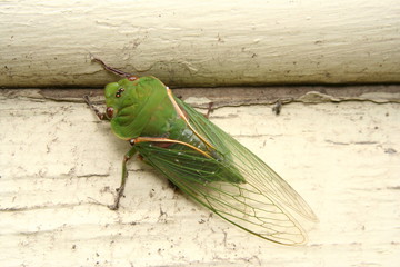 Cicada - Green Grocer 'Cyclochila australasiae'